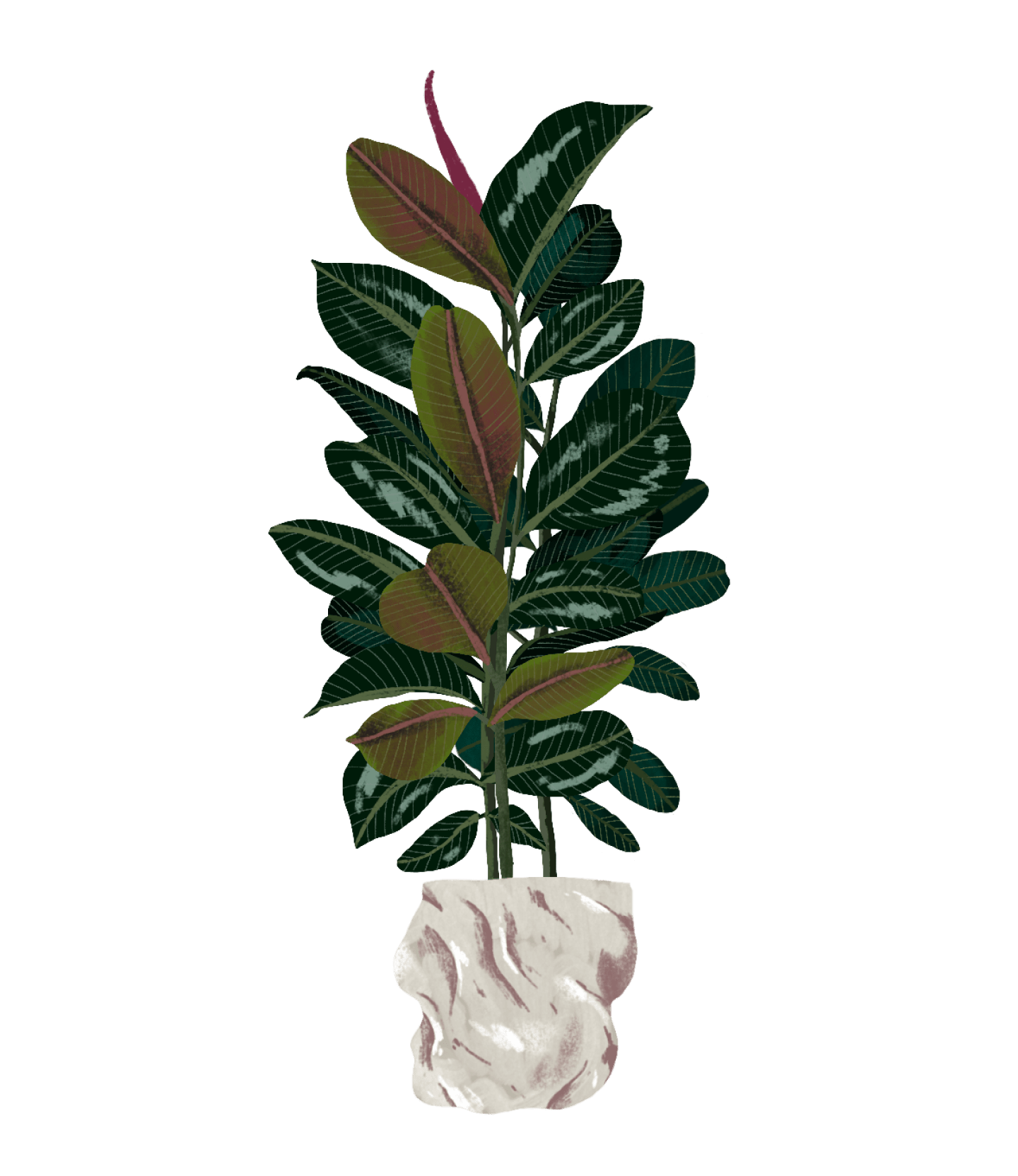Rubber Tree Plant Care Guide